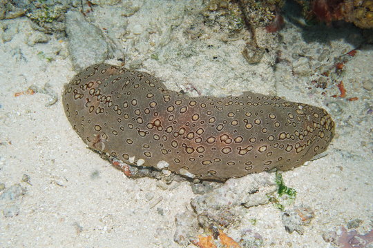 Marine life a Bohadschia argus leopard sea cucumber underwater on the seafloor, Pacific ocean, French polynesia
