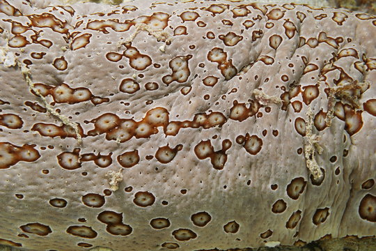 Underwater marine life close up of leopard sea cucumber skin, Bohadschia argus, Pacific ocean, French polynesia