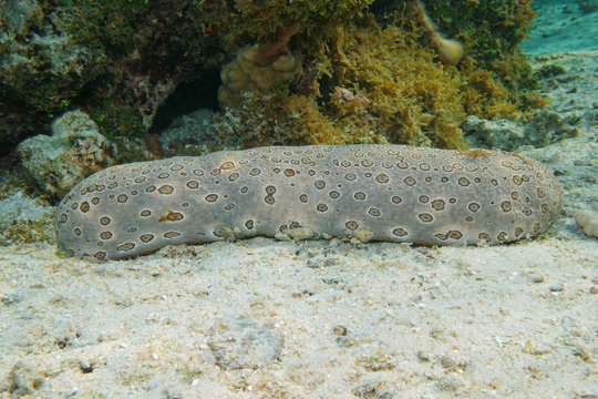 Underwater life a leopard sea cucumber, Bohadschia argus, in the lagoon of Bora Bora, Pacific ocean, French polynesia
