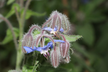 Borretschblüten