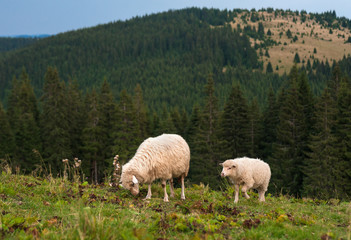 A sheep with a lamb grazing on a green pasture in the mountains.Young white sheep graze on the farm.