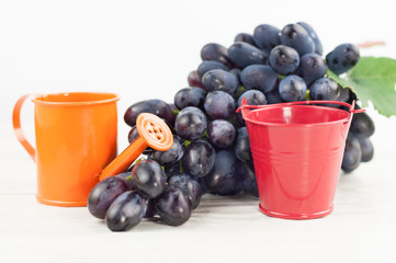 Red empty metal bucket and orange watering pot beside of bunch of fresh ripe blue grapes on old wooden rustic white planks