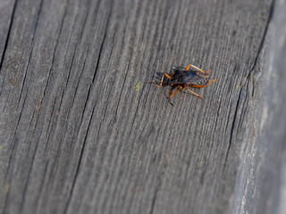 bug