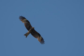 Black kite flying in the blue sky