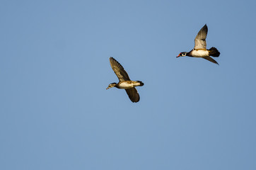 Pair of Wood Ducks Flying in a Blue Sky