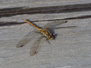 dragonfly