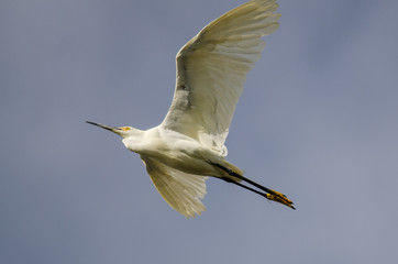 Snowy Egret Flying in Blue Sky