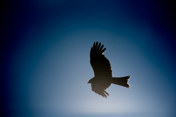 Backlight silhouette of kite flying against blue sky