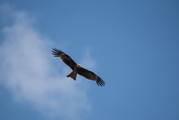 Fototapeta na wymiar Kite flying in the blue sky