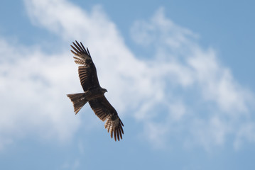 Fototapeta na wymiar Kite soaring against blue sky