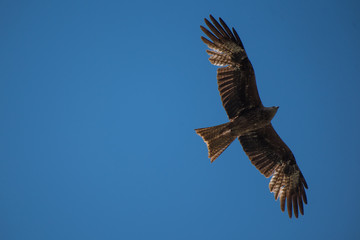 Kite soaring against blue sky