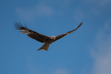 Kite soaring against blue sky