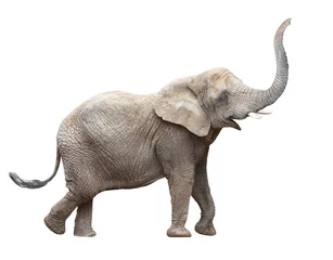 Foto op Canvas Afrikaanse olifant - Loxodonta africana vrouwtje. Dieren geïsoleerd op een witte achtergrond. © Kletr