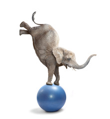 African elephant elephant balancing on a ball. Funny animals isolated on white background. - 172484182