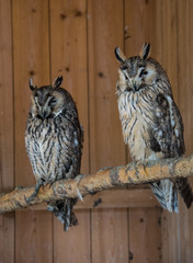 Two owls sitting on branch in wooden house