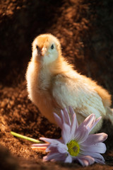 Baby Chick