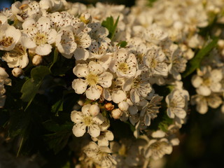 White blooming flowers