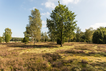 Ellerndorfer Wacholderheide