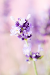 Obraz premium Lavender flowers.