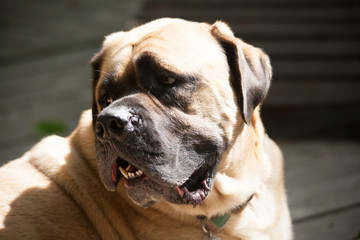 Fototapeta premium Fawn Mastiff