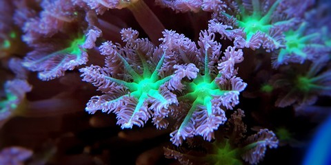 Clavularia glove polyps close up shot
