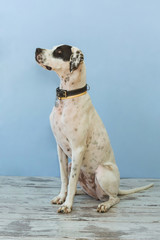 Sitting English pointer