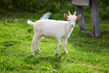 Obraz na płótnie Canvas beautiful white little goat on the grass
