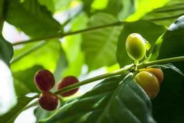 Kaffeepflanze, Coffea arabica, Rubiaceae, Robusta, mit reifen und unreifen Kaffeekirschen 