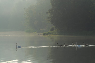 Rodzinny spacer © Tomek Kiecana