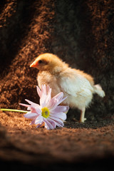 Baby Chick