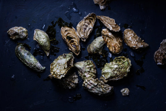 Oysters with seaweed on dark table. Copy space.