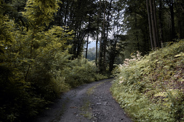 Obraz premium Autumn forest road