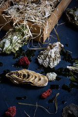 Arrangement of fresh oysters on  countertop.