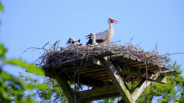 Storchen Nest mit jungen auf einem Dach