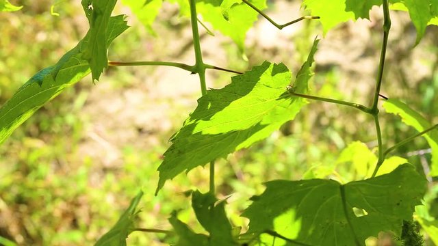 Closeup shoot of green autumnal leaves of grape bush growing in garden on autumn sunny day. Real time full hd video footage.