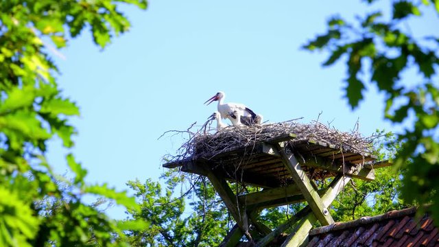 Storchen Nest mit jungen auf einem Dach