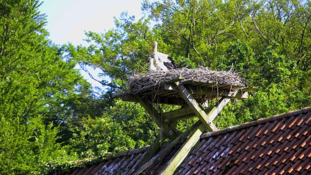 Storchen Nest mit jungen auf einem Dach