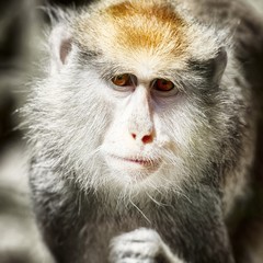 Cute Monkey Portrait
