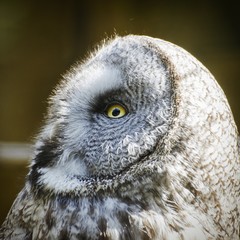 Great Grey Owl (Strix Nebulosa)