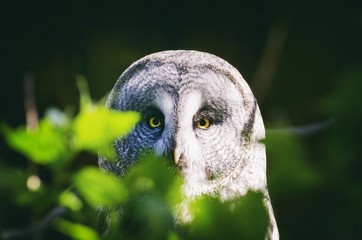 Obraz premium Great Grey Owl (Strix Nebulosa)