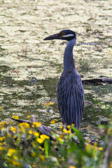 Night Crowned Heron