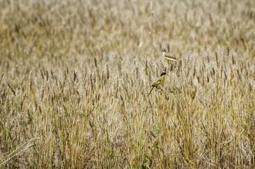 Motacilla flava, Yellow Wagtail Pair