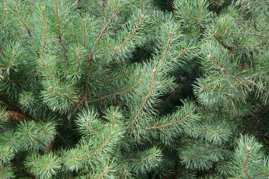 Fluffy branches of a blue spruce closeup. Lovely delicate luxurious spruce needles. Fir tree close.