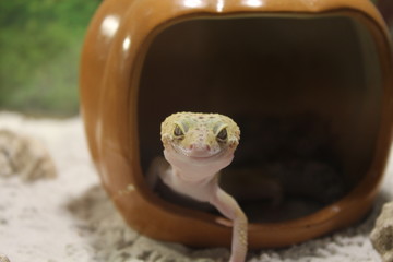 Eublepharis macularius. Leopard Gecko