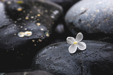 Fototapeta na wymiar Black stones with a flower 6