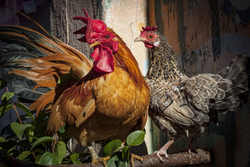 Zégalo & Maria Galinha