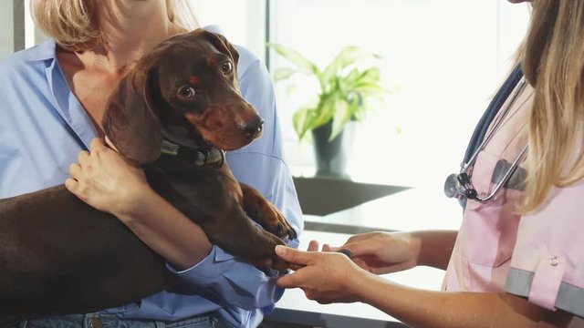 The vet is cheking up ug dogs paws and claws. The owner of the dog strokes it so it is keeping calm
