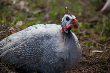 Guinea Hen