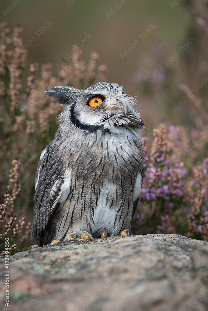 Aufkleber A close up full length portrait of a white faced scops owl standing on a rock and looking to the sky in upright format