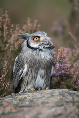 A close up full length portrait of a white faced scops owl standing on a rock and looking to the...